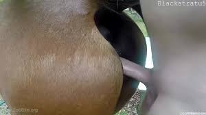 Pasty dude sticks his hard cock in a mare's pussy