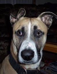 We did not find results for: 14 Great Dane Mixes Gigantic Mixed Breeds To Melt Your Heart