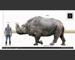 Check out amazing embolotherium artwork on deviantart. Embolotherium Ergilense White Background