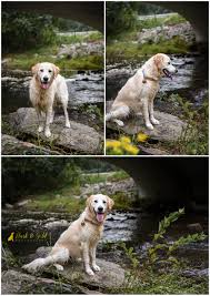Browse search results for dogs golden retriever puppies pets and animals for sale in pittsburgh, pa. Ellie The Golden Retriever Puppy Pittsburgh Pet Photographer Bark Gold Photography Pittsburgh Pet And Dog Photographer