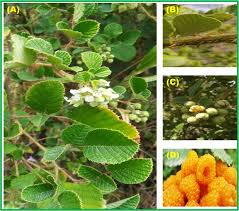 Image result for Rubus ellipticus