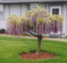 « see the general plant entry for wisterias (wisteria). Purple Wisteria Tree Just Bought For My Garden Wisteria Tree Purple Wisteria Wisteria
