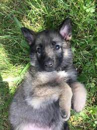 … marlie, my german shepherd husky mix not rated yet her name is marlie. Another Puppy Bought On Craigslist From Shady Couple Dies Of Parvovirus Seattle Dogspot