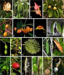 Image result for Apocynaceae subfamily Periplocoideae