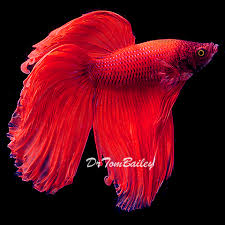 The brilliantly colored japanese fighting fish (betta splendens), also known as the betta fish or siamese fighting fish, is known and named for aggressive behavior. Siamese Fighting Fish At Aquariumfish Net Where Shopping Online Forbetta Fish Is Fun