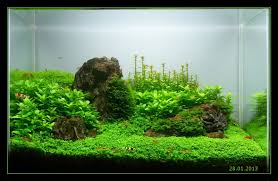 Mini M Iwagumi Dry Start Aquascape Aquascape Aquarium Aquarium