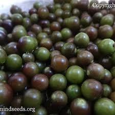 Image result for Physalis angulata