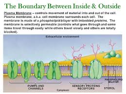 Check spelling or type a new query. The Plant Cell The Cell Cycle The Plant Cell Plant Cells Are The Basic Units Of Plant Structure And Function Different Plant Cells Have Different Ppt Download