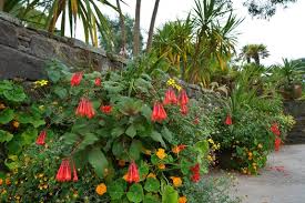 Berasal dari hindia barat, gartenmeister fuchsia ( fuchsia. Fuchsia Gartenmeister Bonstedt Fuchsia Triphylla Gartenmeister Bonstedt Fuchsia Triphylla Gartenmeister Gartenmeister Bonstedt Fuchsia Plant Lust