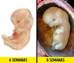 Eles querem conforto na barriga da mãe. O Que O Bebe Faz Na Barriga Da Mae