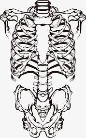 Bone Printing Prints Vector Printing Garment Printing Png Transparent Clipart Image And Psd File For Free Download Skeleton Drawings Human Skeleton Anatomical Tattoos