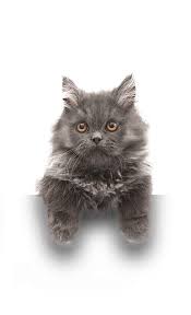 We offer high quality services at contact our animal hospital orange today, and let us get your pet feeling great and living well. Southern California Animal Hospital Socal Vet Aah Socal