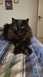Pin On Cats Kittens Cute