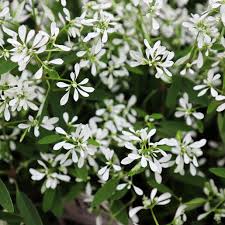 Image result for Euphorbia hypericifolia