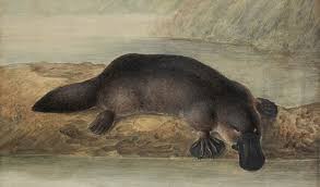 On This Day The World First Sees A Live Platypus Australian Geographic Draw a short line behind the first foot, and a longer line on they live in wet habitats such as freshwater streams, marshes, and rivers. the world first sees a live platypus