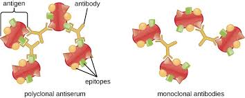 Polyclonal Vs Monoclonal Antibodies Creative Diagnostics