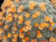 If anyone knows the sweet pain of a cactus's touch, it's this man. 68 Rebutia Ideas Cactus Cacti And Succulents Succulents