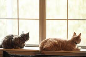 Le migliori razze di gatti con poco spazio. Le Razze Di Gatti Piu Adatte Alla Vita Da Appartamento Quali Adottare