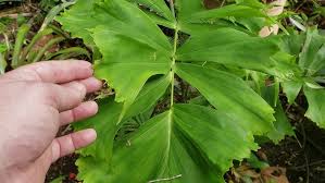 Image result for Aiphanes horrida