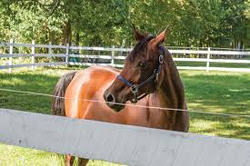 It is based on a strong physical and psychological barrier that keeps away intruders. Fitting The Fence To The Animal Choosing The Best Electric Fence For Your Needs Storey Publishing