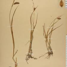 Image result for Chlorophytum bulbinifolium