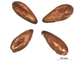 Image result for Sporobolus bechuanicus