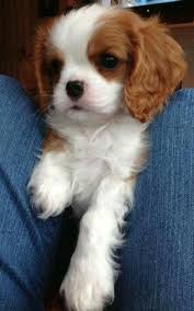 Absolutely Beautiful King Charles Cavalier Pyppy King Charles Cavalier Spaniel Puppy Cute Baby Animals Cute Animals