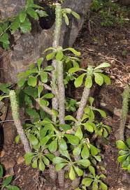 Image result for Mildbraedia carpinifolia