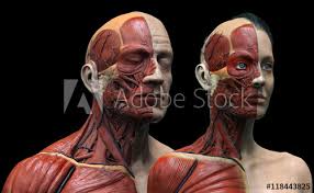 The muscular system is responsible for the movement of the human body. Human Anatomy Background Male And Female Muscle Anatomy Of The Face Neck Chest And Shoulder Realistic 3d Rendering Stock Illustration Adobe Stock