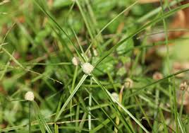 Image result for Kyllinga squamulata