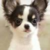 Chihuahuas come in all different shapes, colors, and coat types but. Https Encrypted Tbn0 Gstatic Com Images Q Tbn And9gctwi7d Ng5vvxn6qlaudbsnfv2anrzbgv6lq1jljv8 Usqp Cau