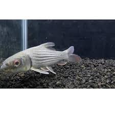 Ikan datz predator air tawar ini memiliki bentuk tubuh yang sangar serta mempunyai warna kuning dengan bar hitam yang menyerupai harimau membuat baca lengkap. Grosir Ikan Hias Predator Air Tawar Probarbus Jullieni River Mekong Buruan Beli Shopee Indonesia