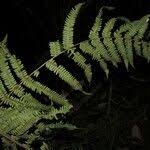 Image result for Ctenitis cirrhosa