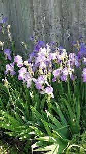 Flowers Nature Spring Love Photography Flower Flower Beds In Front Of House Irises In 2020 Plants Garden Design Perennial Garden