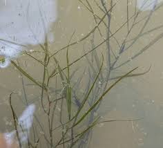 Image result for Potamogeton octandrus