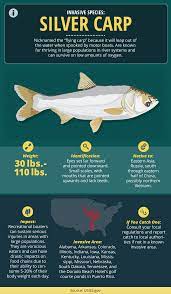 A Guide To Invasive Fish Species Fish Infographic Animal Infographic Animal Facts For Kids