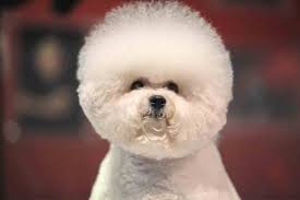 Bichon Frises Are Known For Being Very Low Shed Even Hypoallergenic Dogs But That Doesn T Mean That They Are Completely Witho In 2021 Bichon Pets Hypoallergenic Dogs