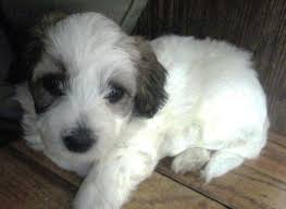 Check spelling or type a new query. Poo Ton Puppies For Sale In Grand Rapids Michigan Classified Americanlisted Com
