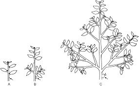 Image result for Nephrangis filiformis