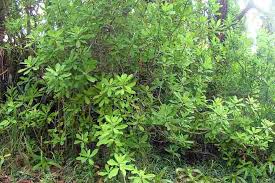 Image result for Synadenium cameronii