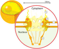 Each cell consists of cell membrane, a nucleus and cytoplasm. Nuclear Pore Wikipedia