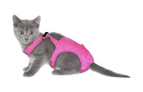 Does Your Cat Need Diapers Lovetoknow
