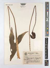 Image result for Centemopsis filiformis