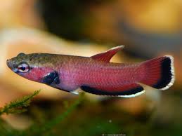 Betta Channoides Var Pampang Male Jpg 1600 1200 Betta Betta Fish Siamese Fighting Fish