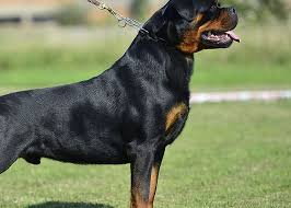 Premium Male Rottweiler for Sale