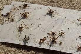 Getting rid of crickets with chemicals. How To Get Rid Of Crickets From Your House 3 Effective Ways 6 Home Remedies Pest Wiki