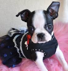 Normandy boston terriers, is a american kennel club® compliant small and very professional home breeder, located in south florida. Teacup Puppies For Sale Florida Puppies For Sale Tampa Puppies For Sale Orlando Teacup Puppies For Sale Miami Florida Teacup Yorkie Puppies For Sale Florida Cassie S Closet