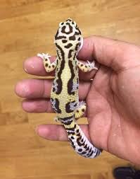 Black And White Leopard Gecko Drawing My New Bold Lavender Bandit Leopard Gecko She Ll Be Bred W My Mack Snow Soon Cute Gecko Leopard Gecko Cute Lizard