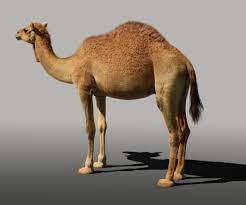 Camel with music are pure juices obtained from fresh products harvested with organic fertilizers. Artstation Camel 3d Model Rigging Animated Fur Resources