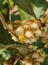 Image result for Euclea